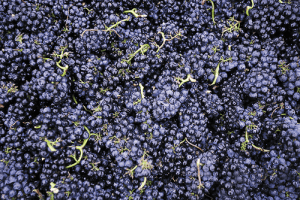 Pinot Noir grape clusters