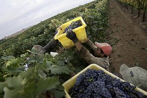 Workers harvesting tempranillo grapes in the vineyard